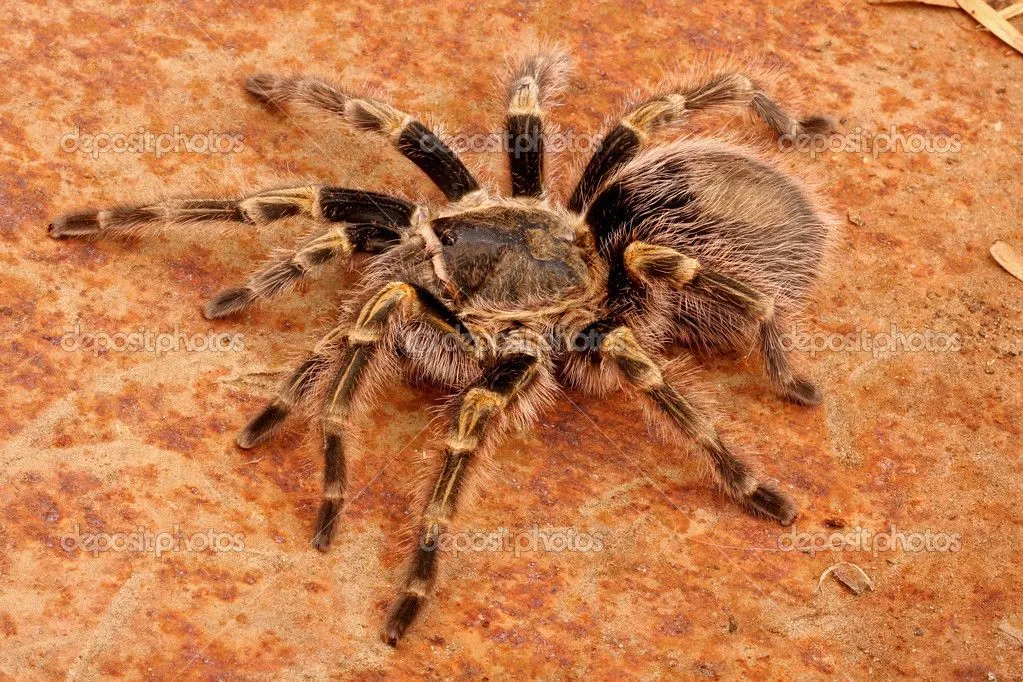 18074 chaco golden knee tarantula water dish