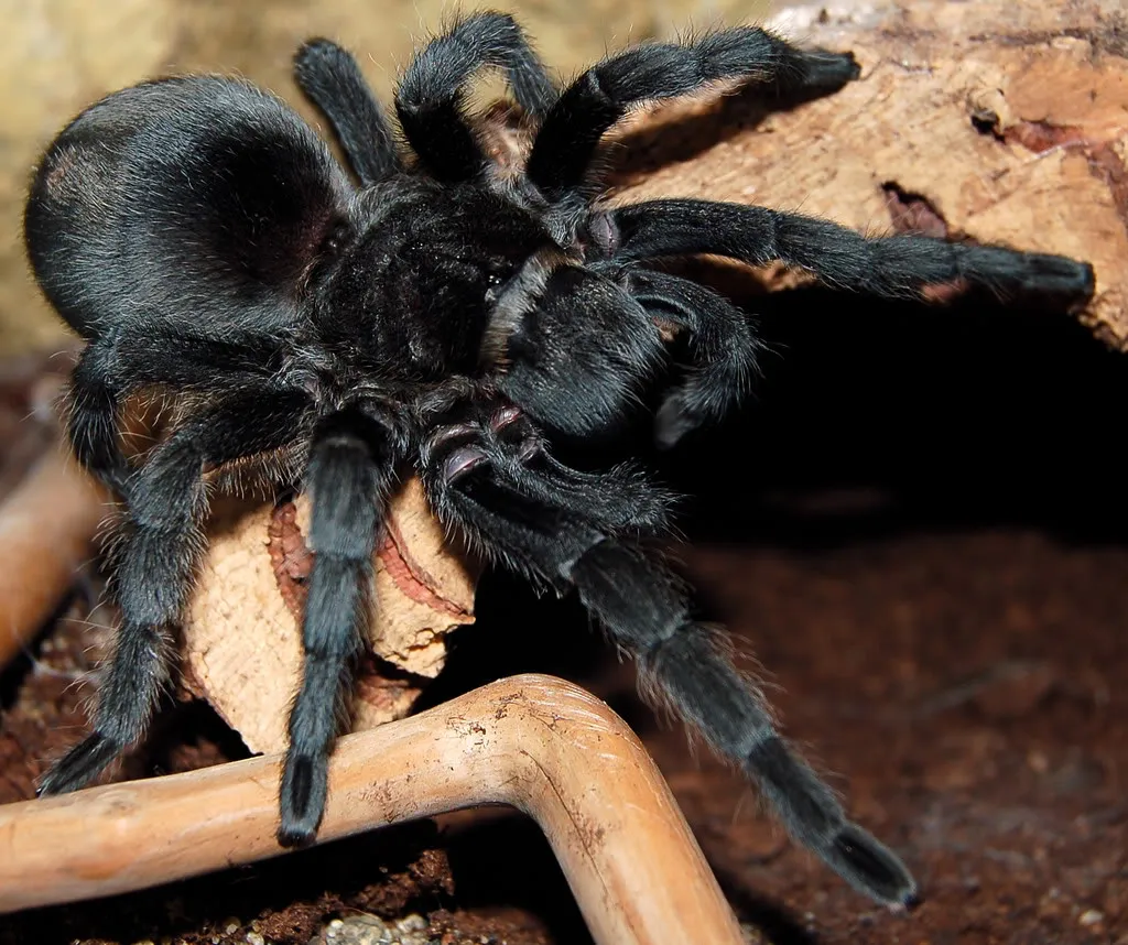 18076 beginner tarantula philippines image1