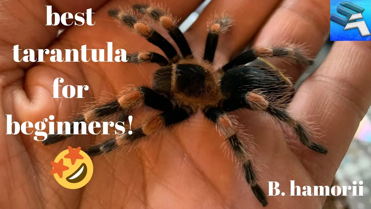 18076 chilean rose hair tarantula