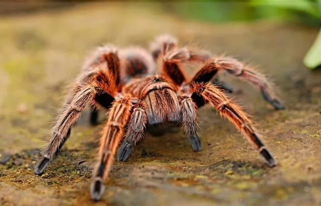 18076 costa rican zebra tarantula