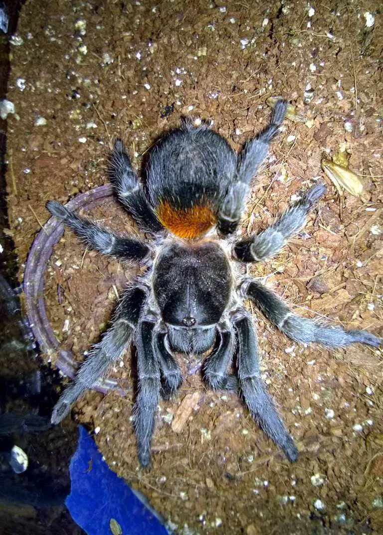 18076 pinktoe tarantula