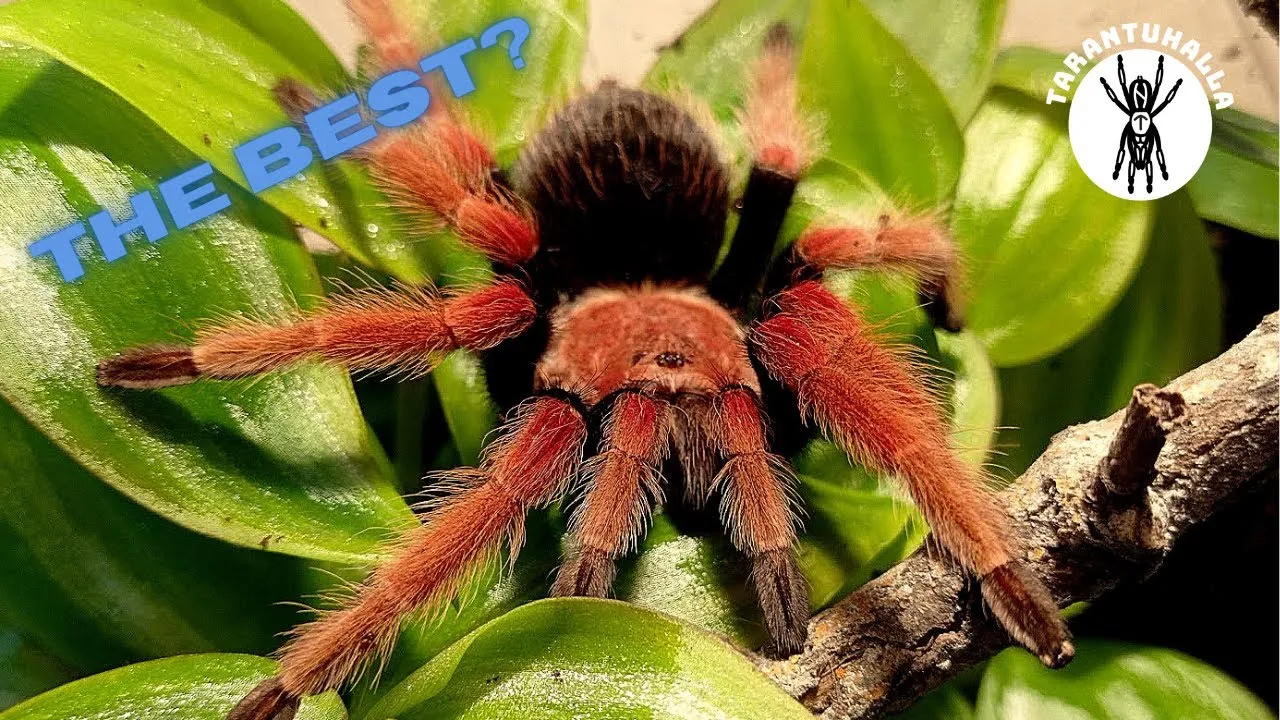 18076 tarantula enclosure