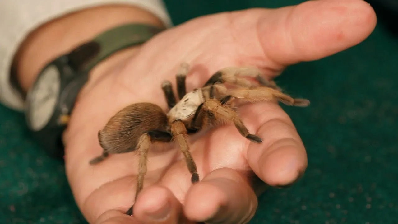 /img/18076-tarantula-feeding.webp