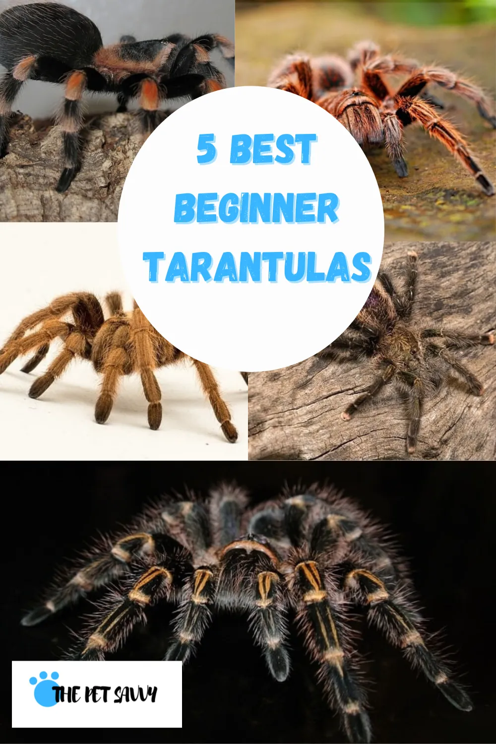 18076 trinidad olive tarantula