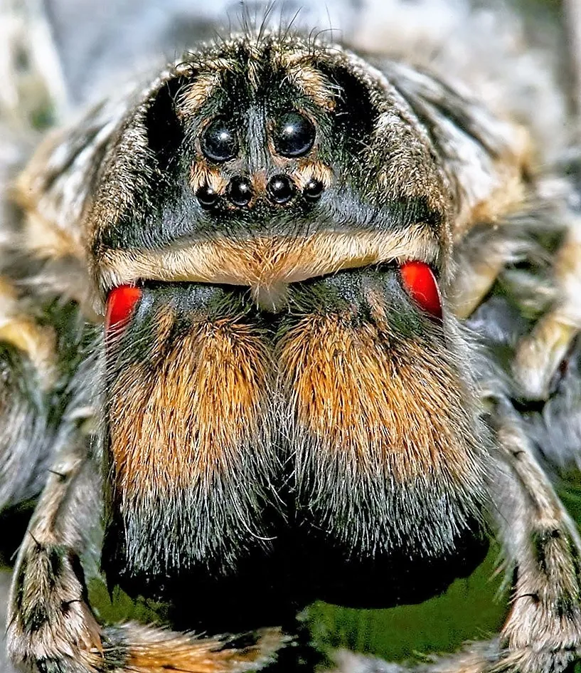 18077 tarantula enrichment