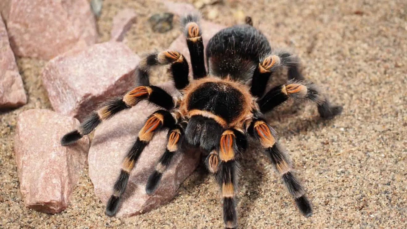 18077 tarantula mating