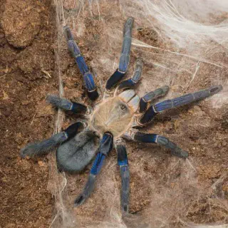 /img/18079-cobalt-blue-tarantula-habitat.webp
