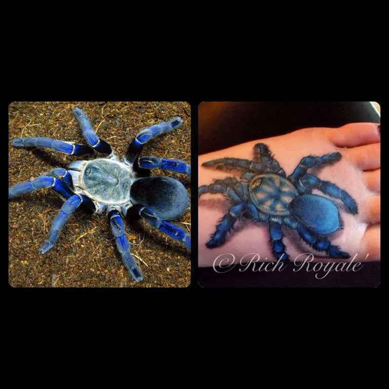 18079 tarantula eye arrangement