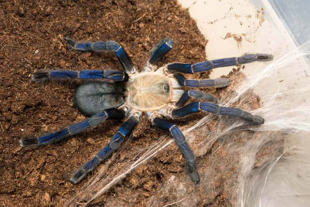 18079 tarantula molting