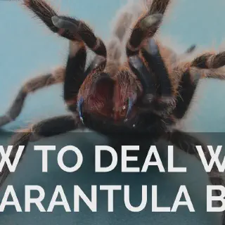 /img/18080-tarantula-bite-treatment.webp