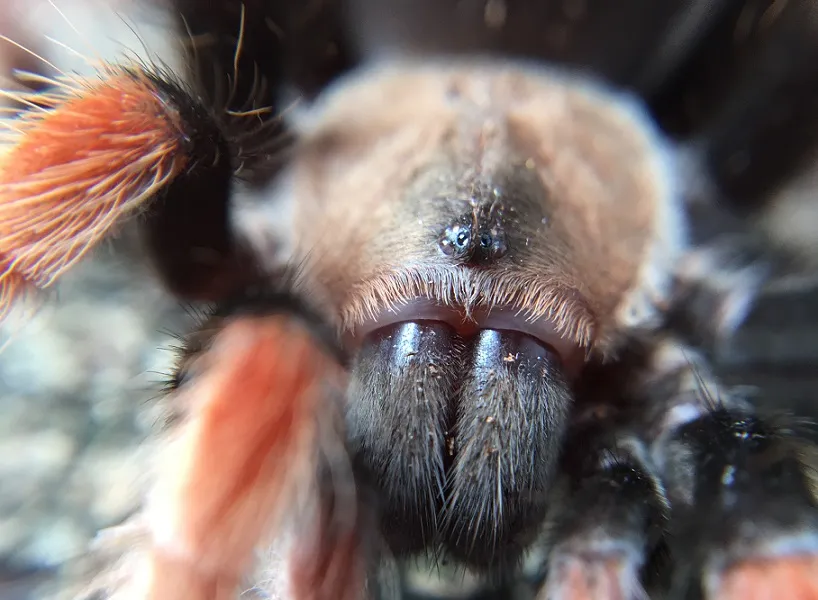 18080 tarantula species