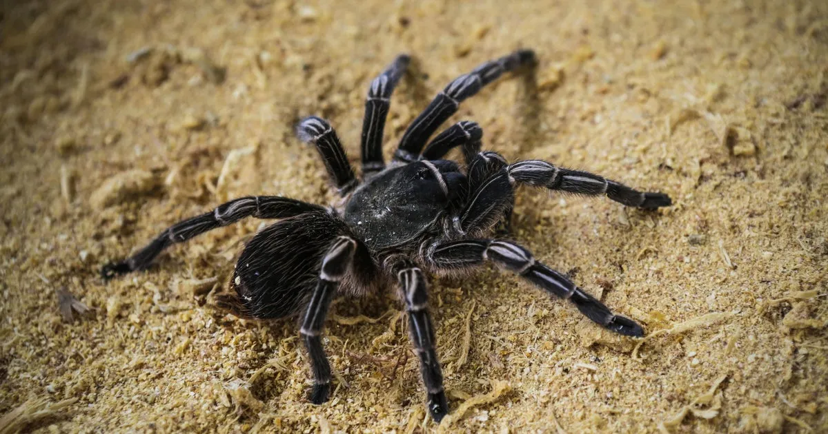 /img/18081-tarantula-diet.webp