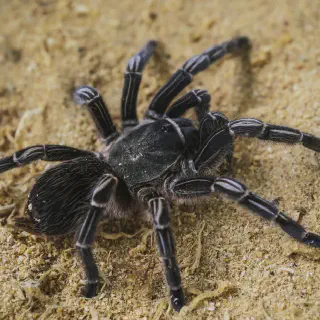 /img/18081-tarantula-diet.webp