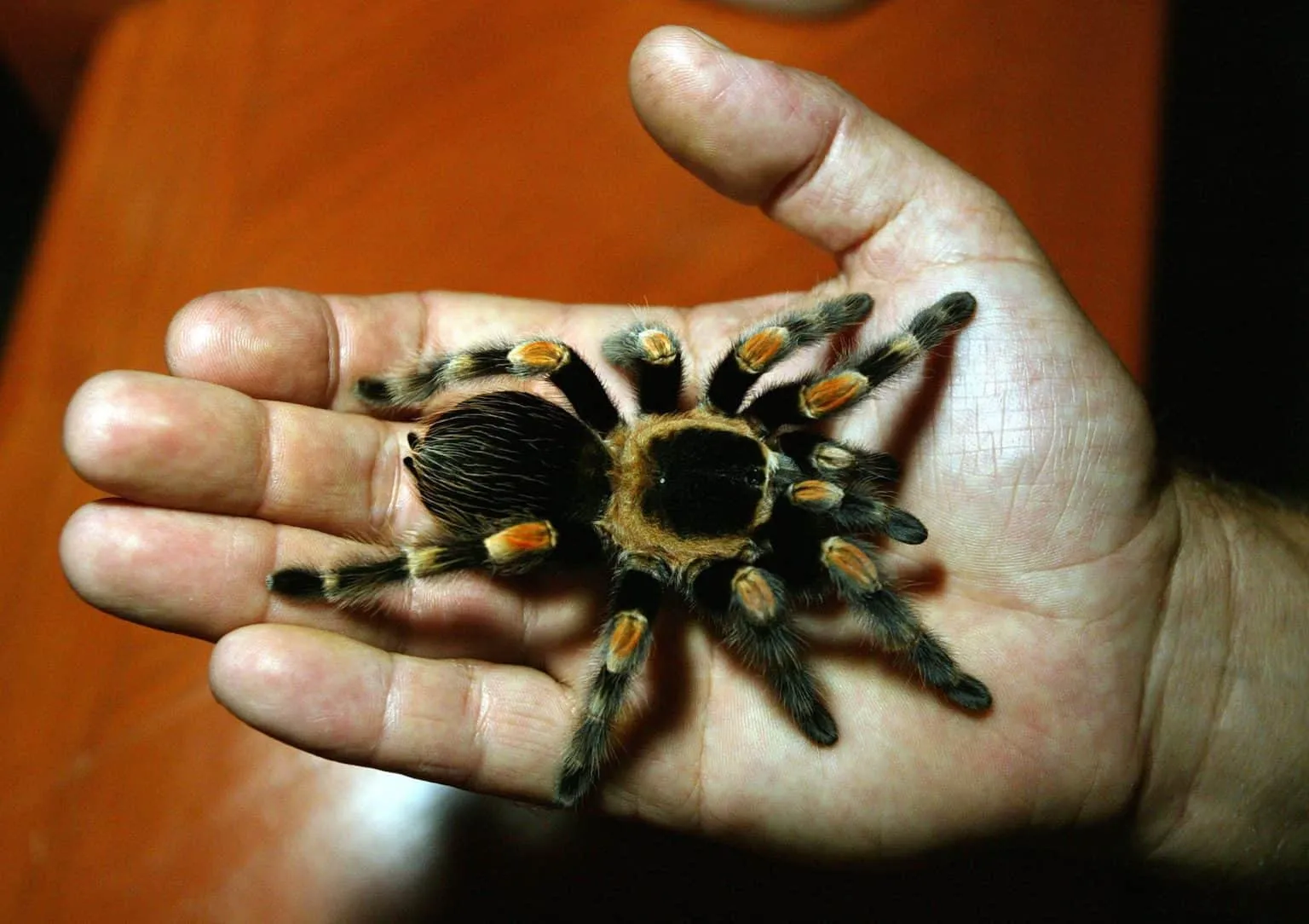 /img/18082-tarantula-handling.webp