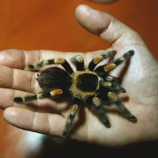 /img/18082-tarantula-handling.webp