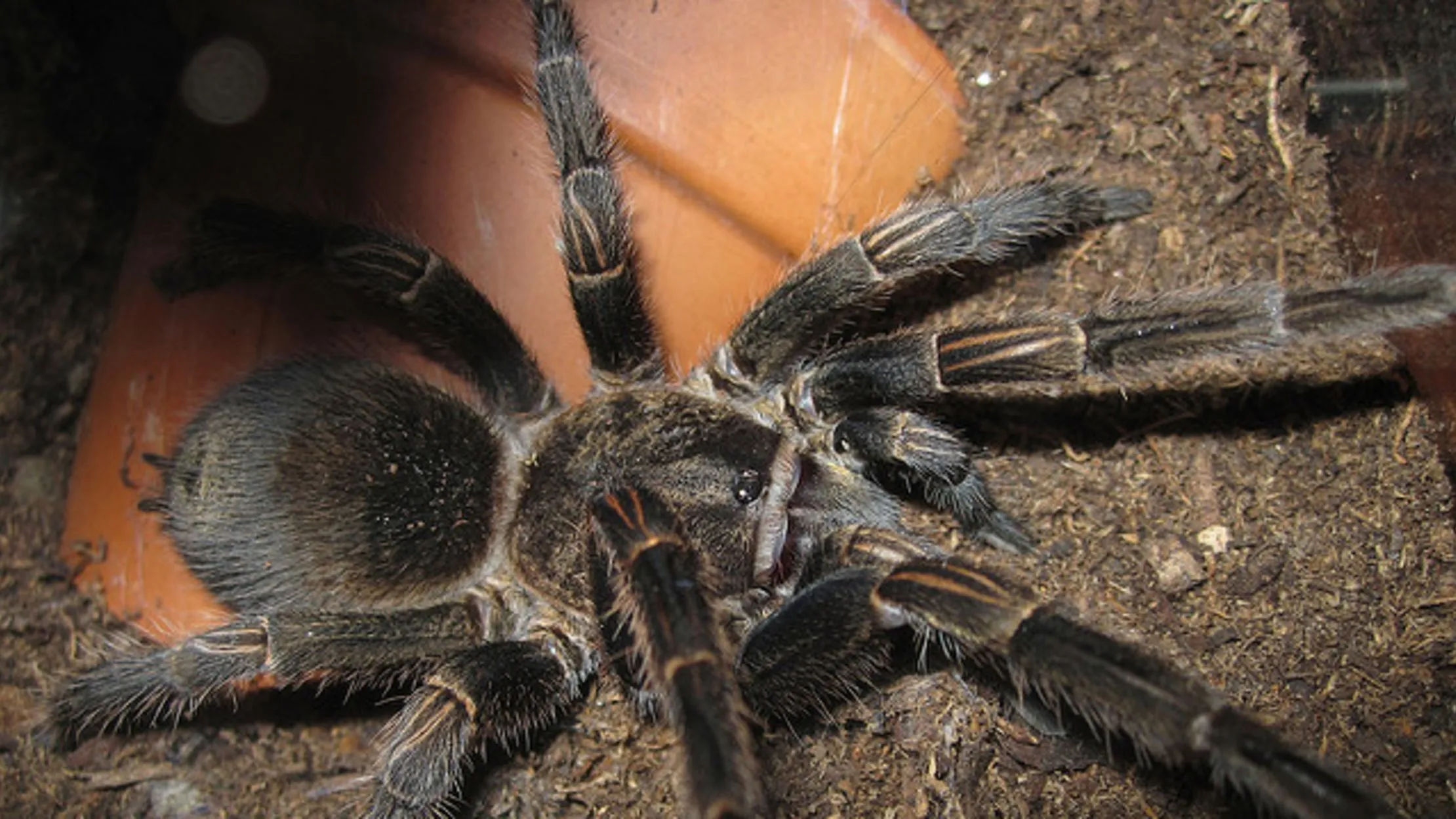 18082 tarantula research