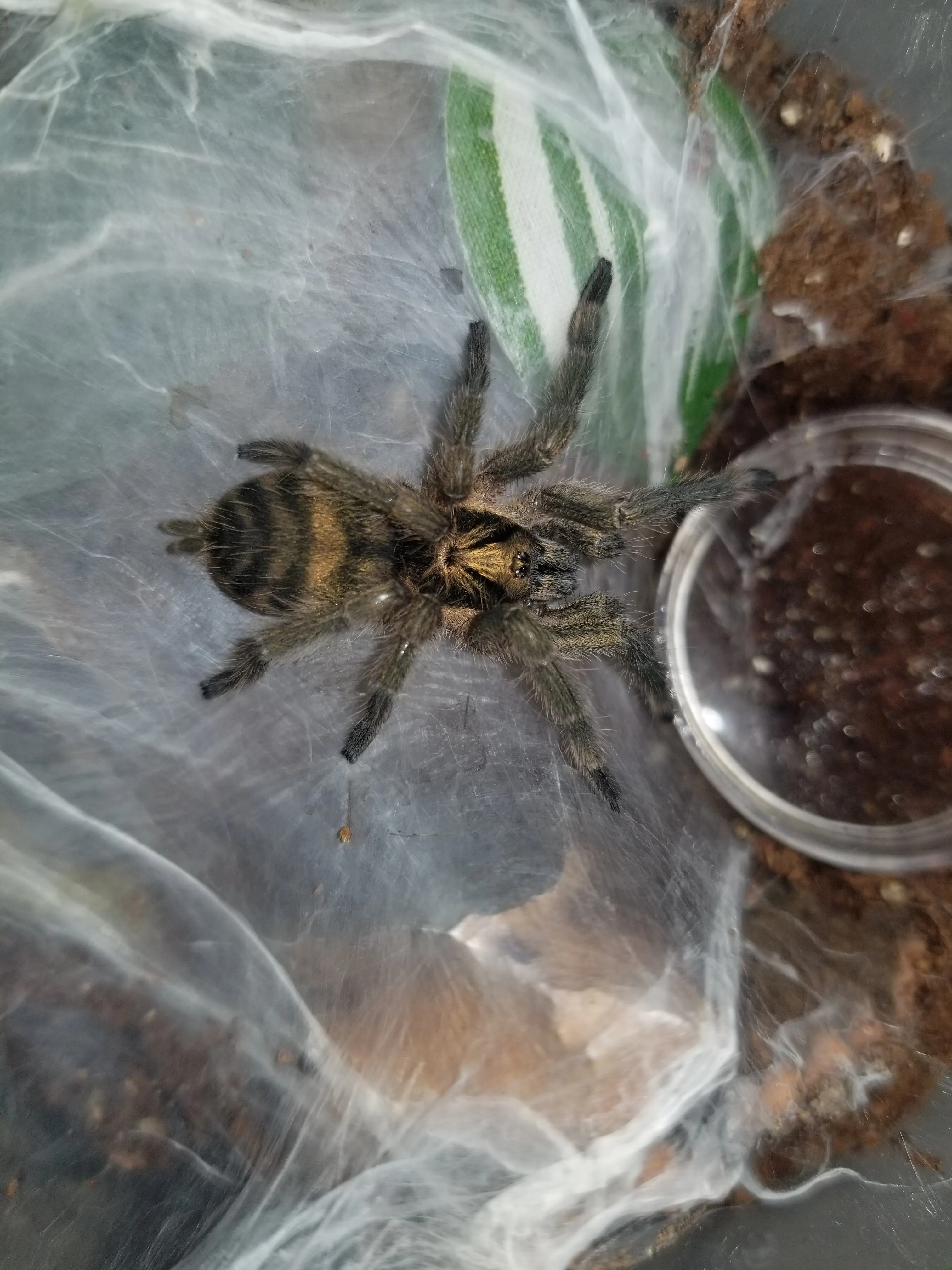 18083 incei tarantula image2