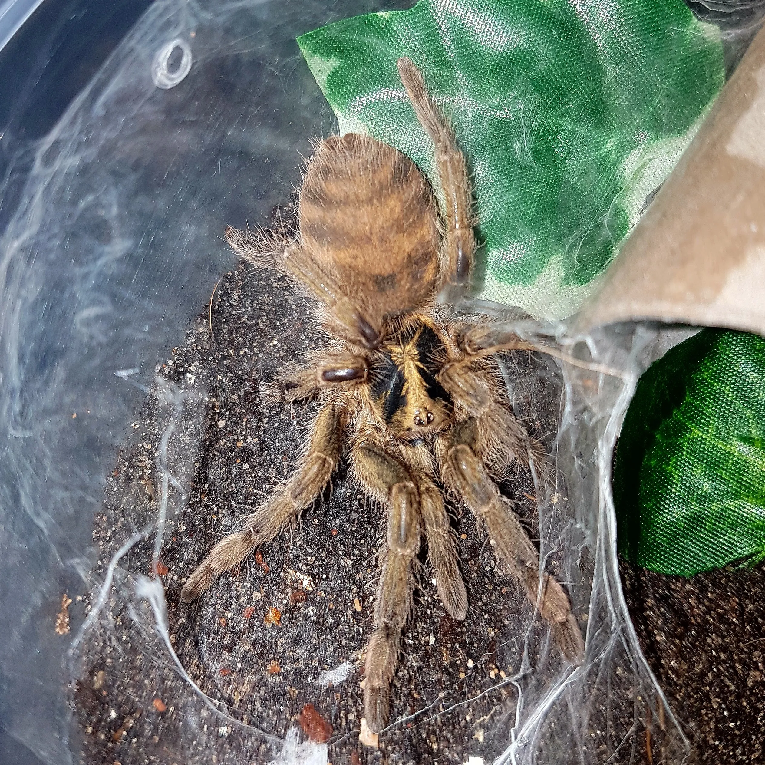 18083 incei tarantula molting