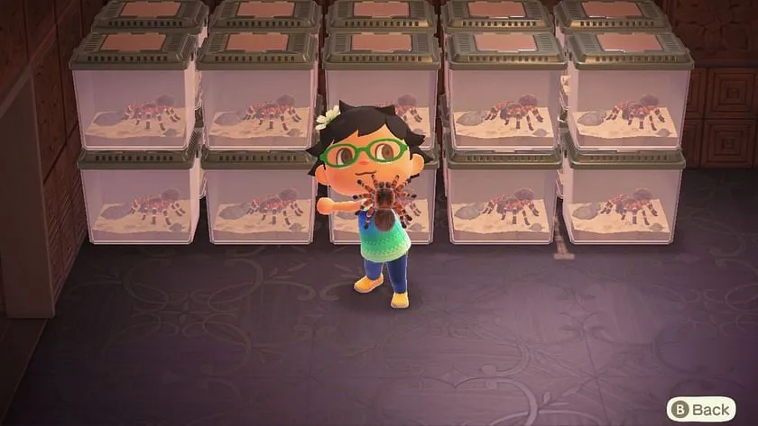 18084 acnh tarantula island setup