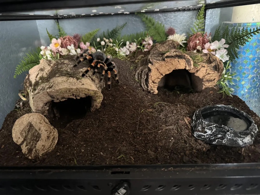 18085 burrowing tarantula enclosure