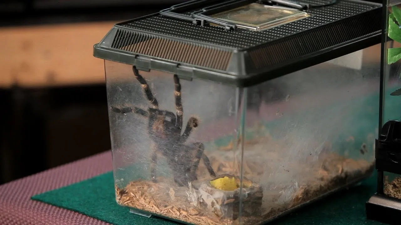 18085 tarantula cage size comparison