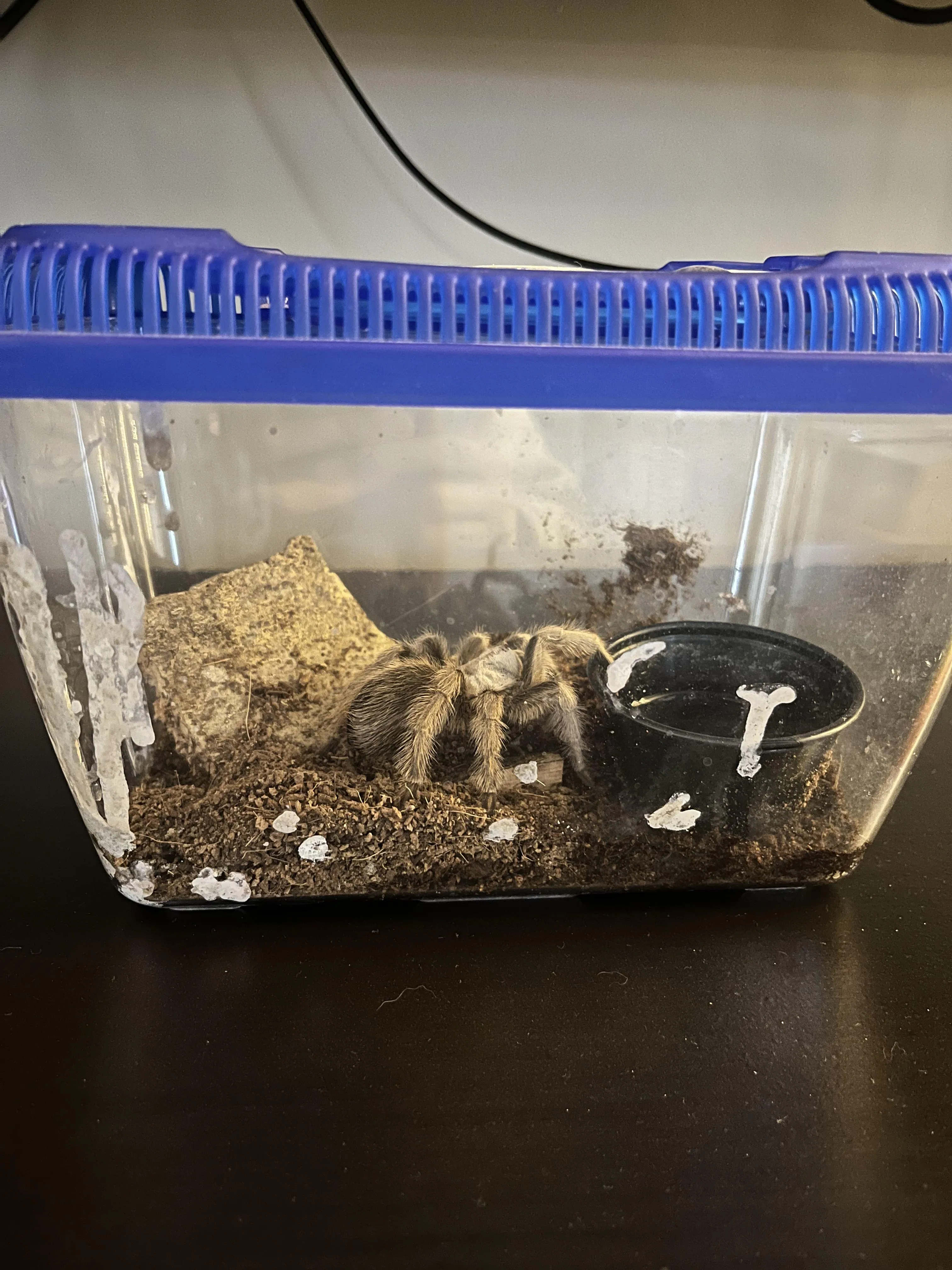 /img/18085-tarantula-feeding-water.webp
