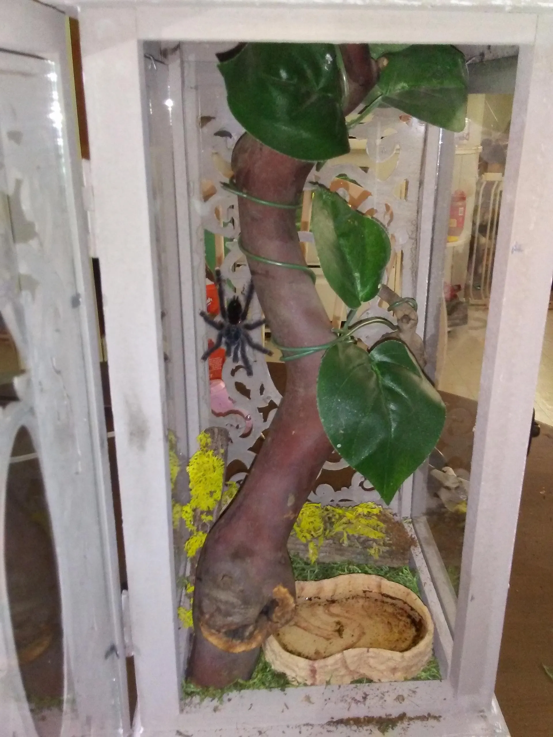 18085 tarantula substrate depth