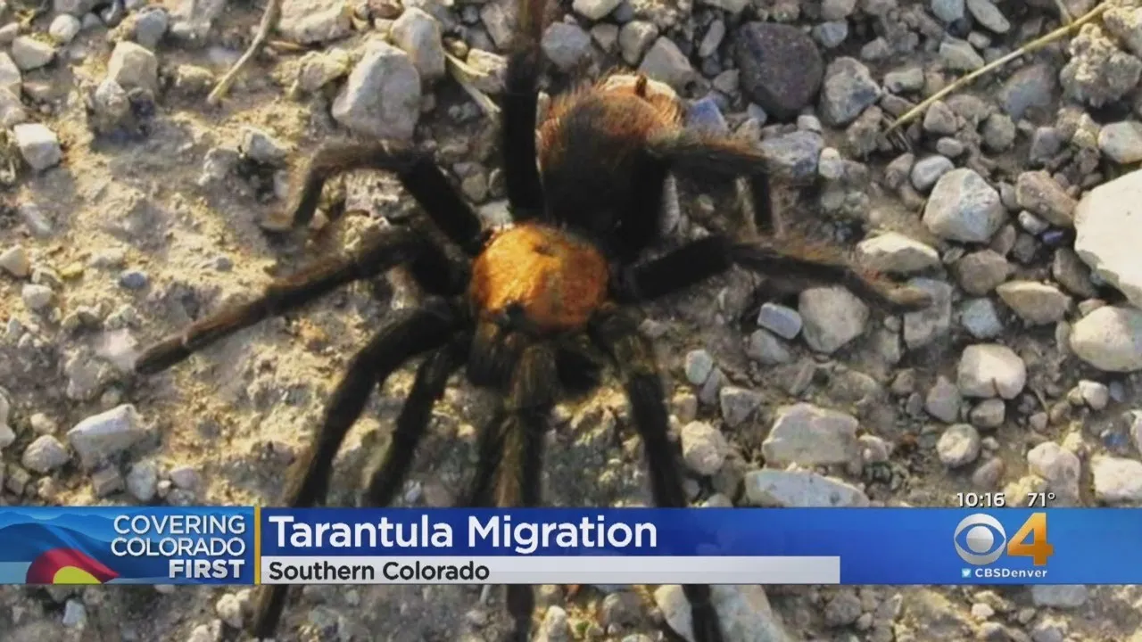 18086 identifying tarantulas
