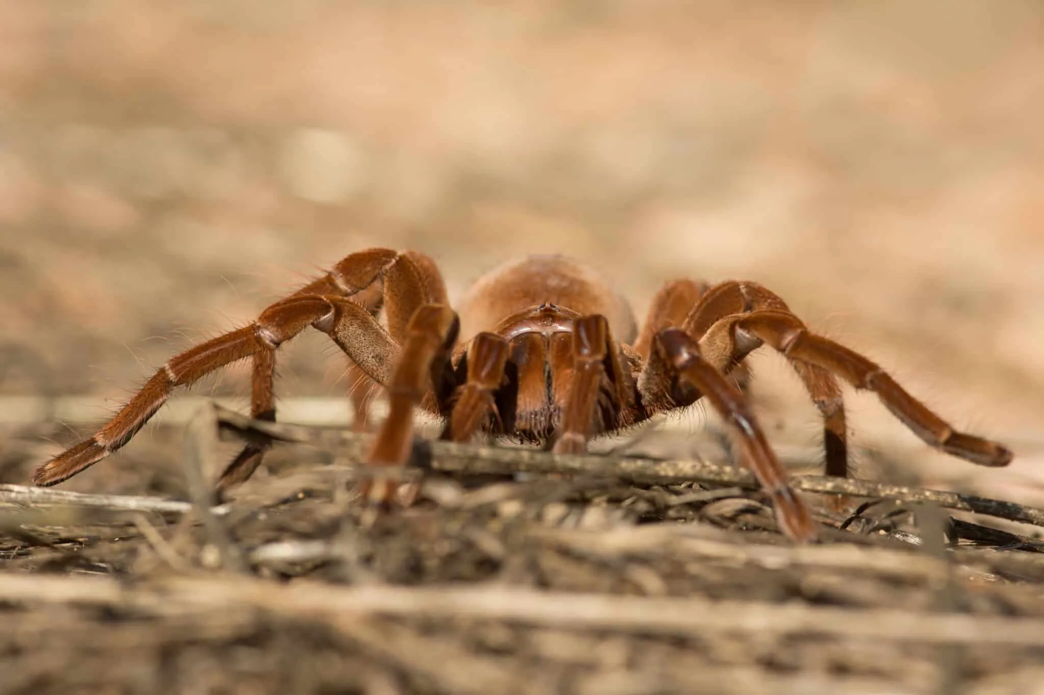 18086 photographing tarantulas