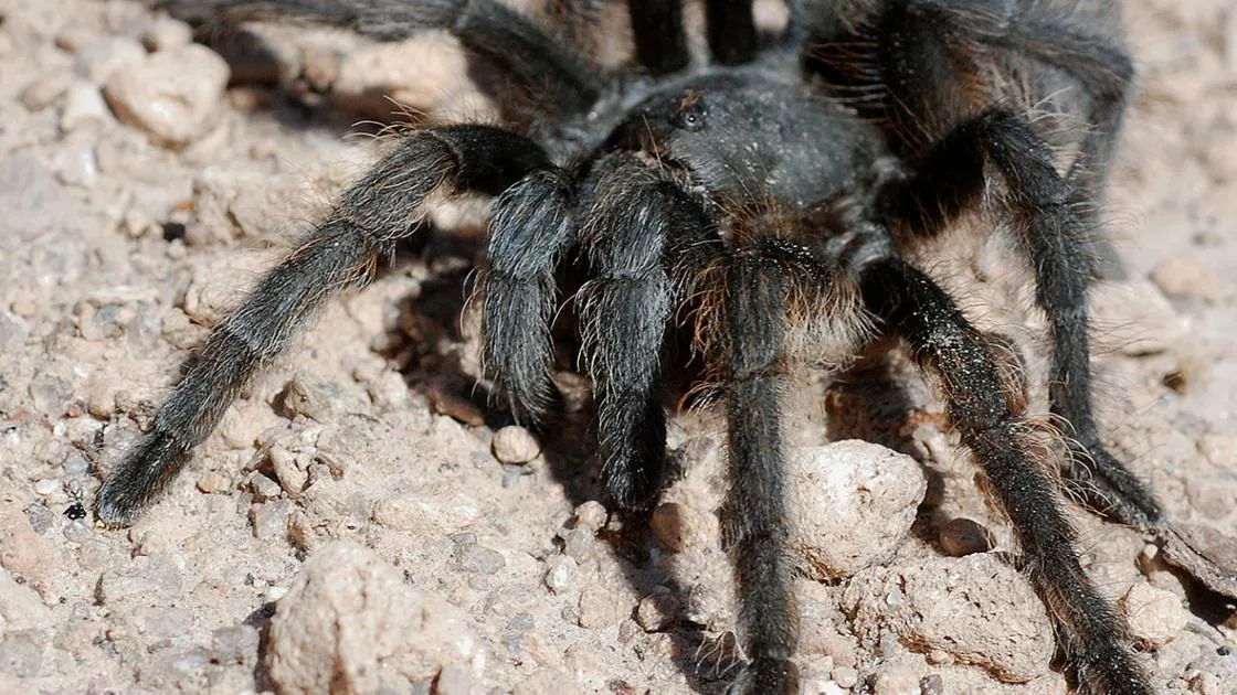 18086 tarantula behavior