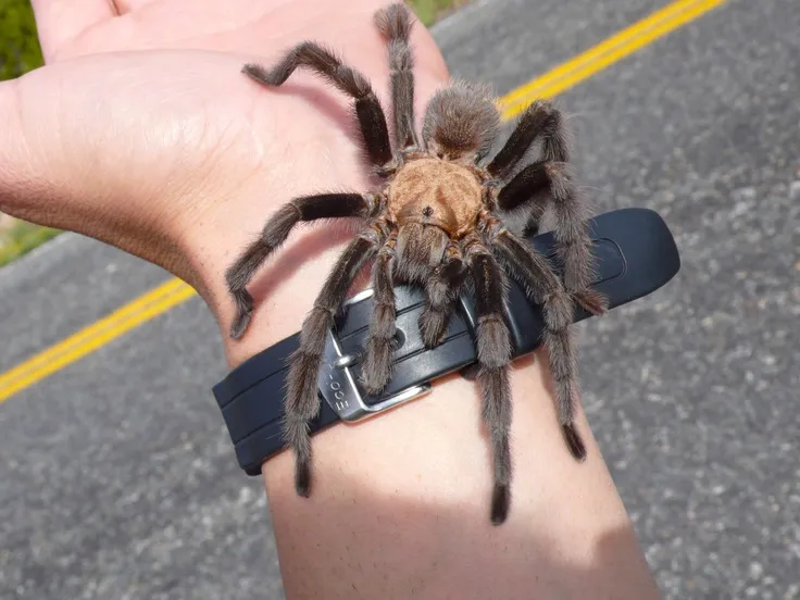 18086 tarantula migration taos overview