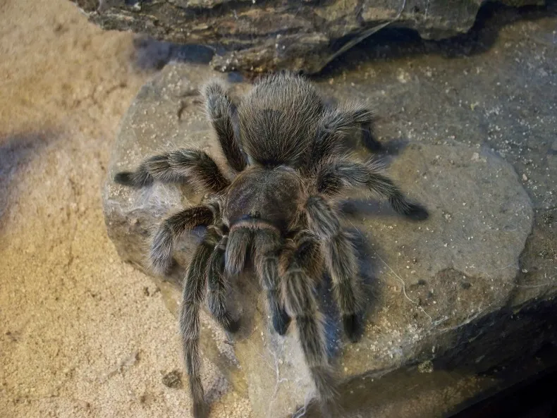 18087 chilean beauty tarantula close up