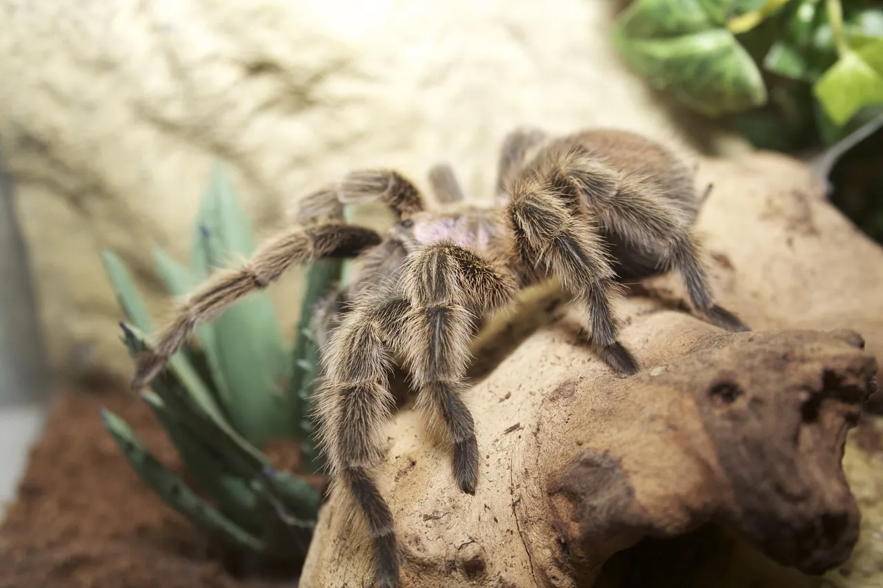 18087 chilean beauty tarantula feeding