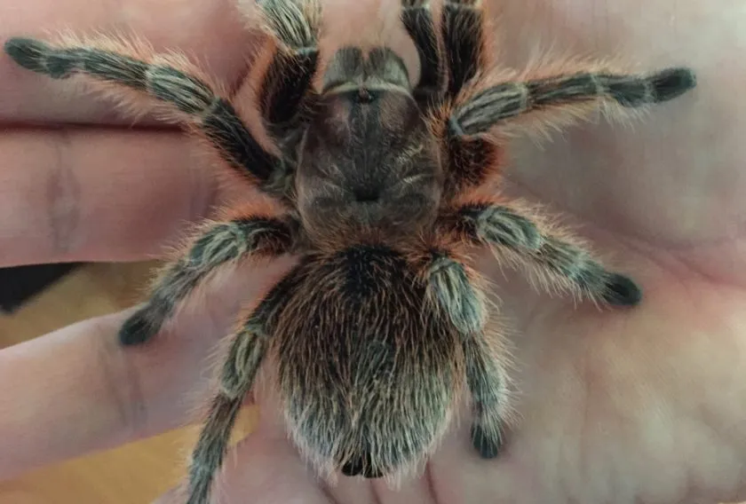 18087 chilean beauty tarantula molting