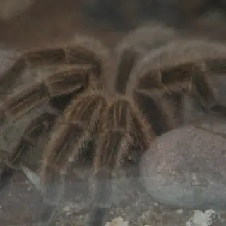 /img/18087-chilean-beauty-tarantula-size-comparison.webp