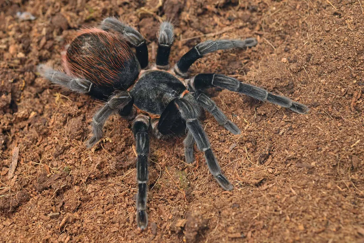 /img/18089-tarantula-conservation.webp