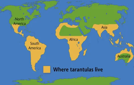18089 tarantula map
