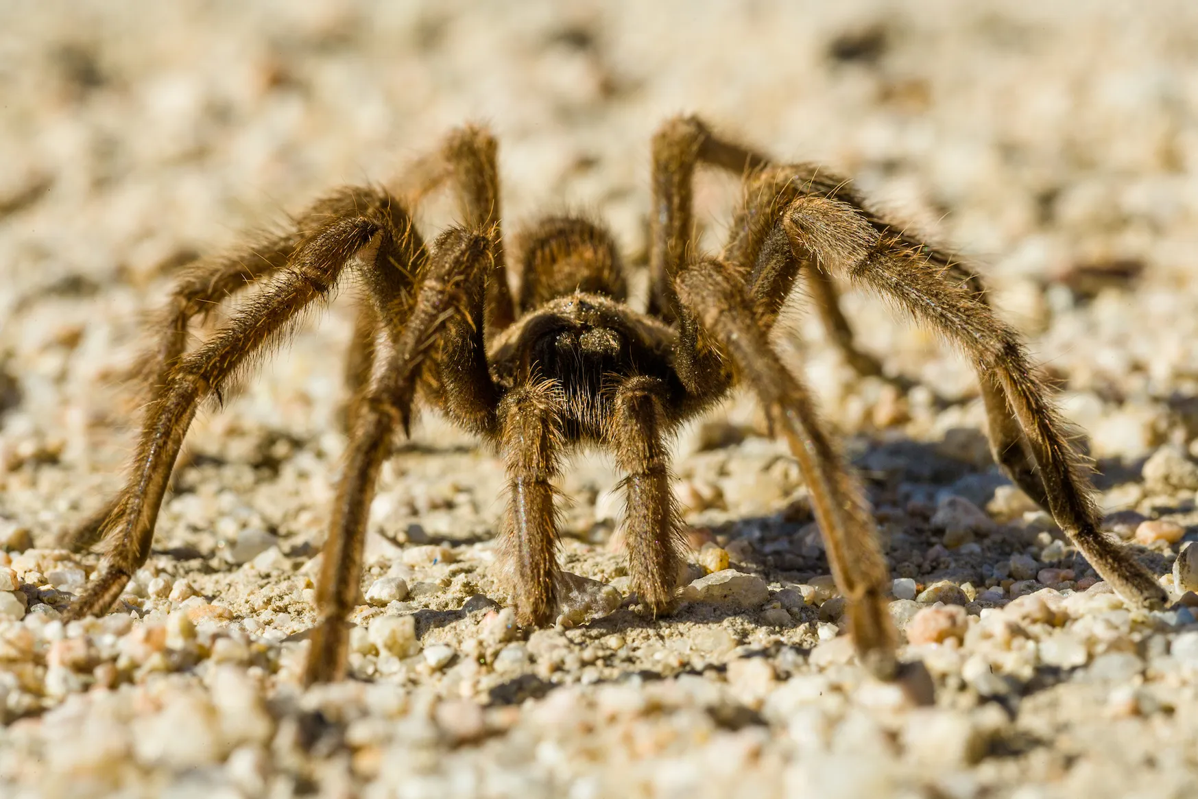 18089 tarantula spider