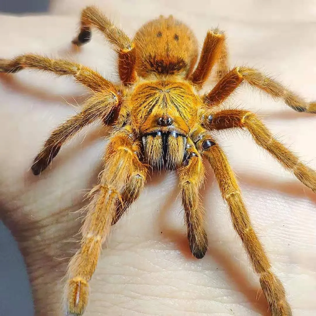 18090 obt tarantula molting