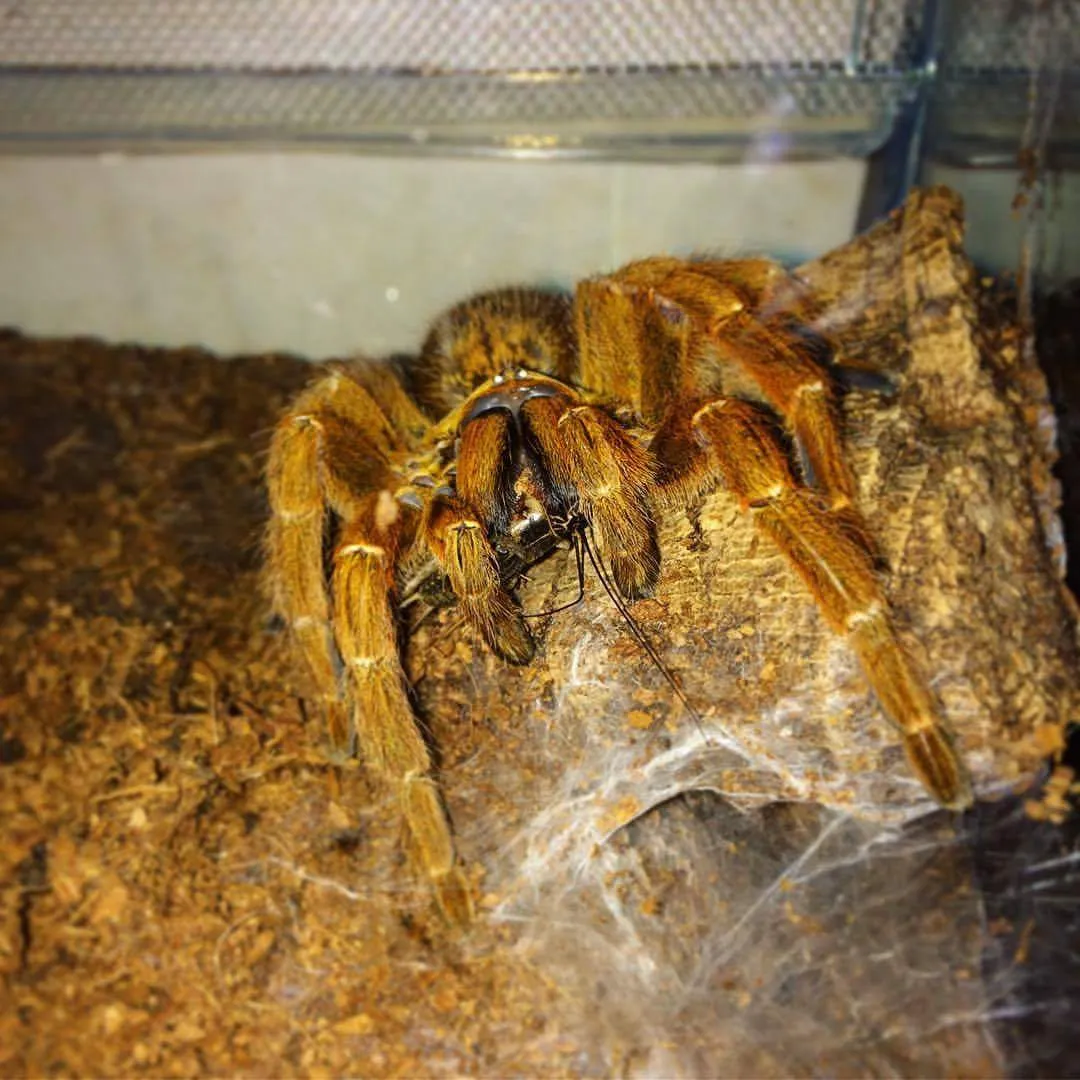 18090 obt tarantula overfeeding
