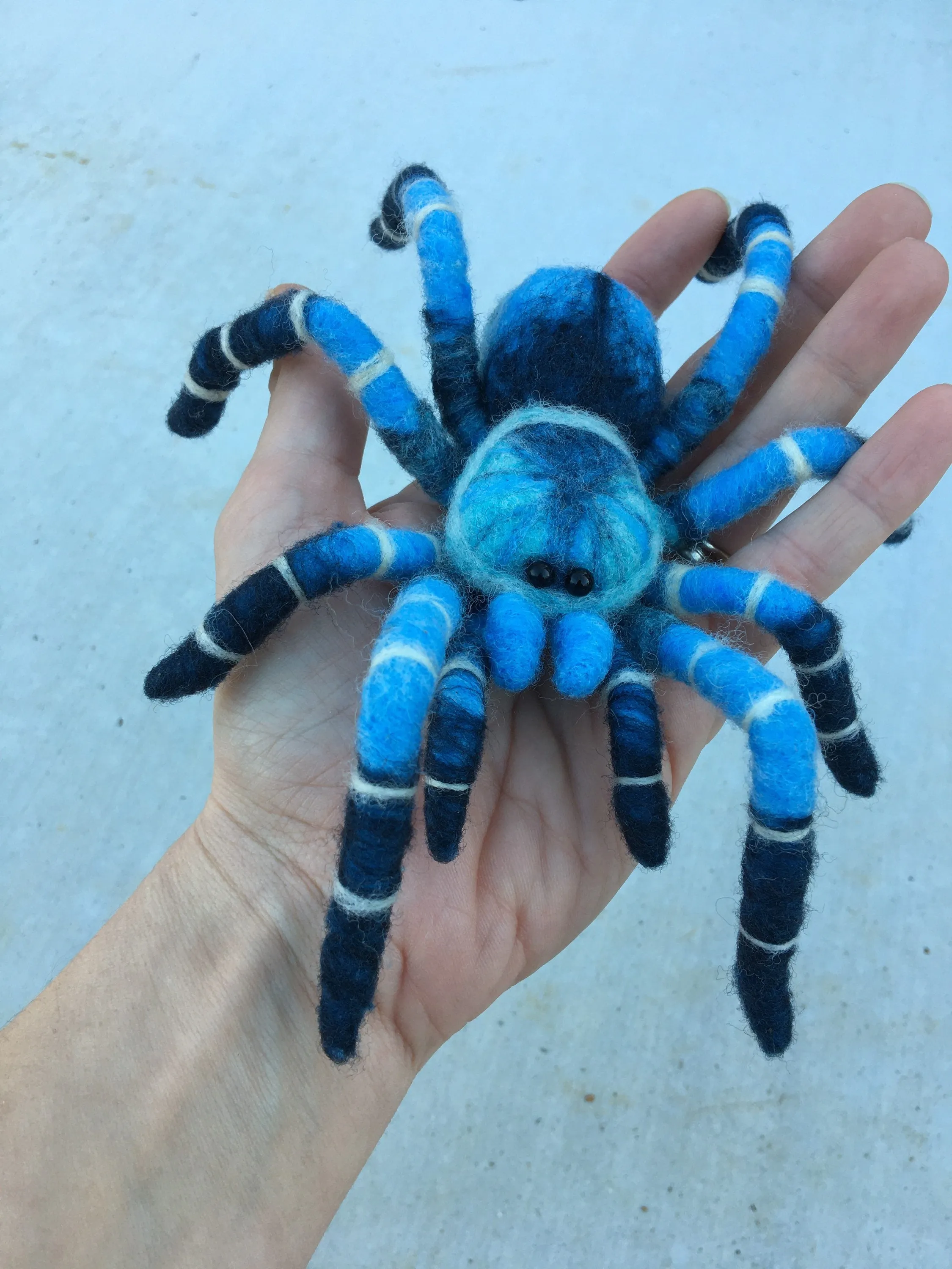18091 cobalt blue tarantula display