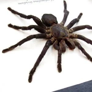 18091 cobalt blue tarantula drying