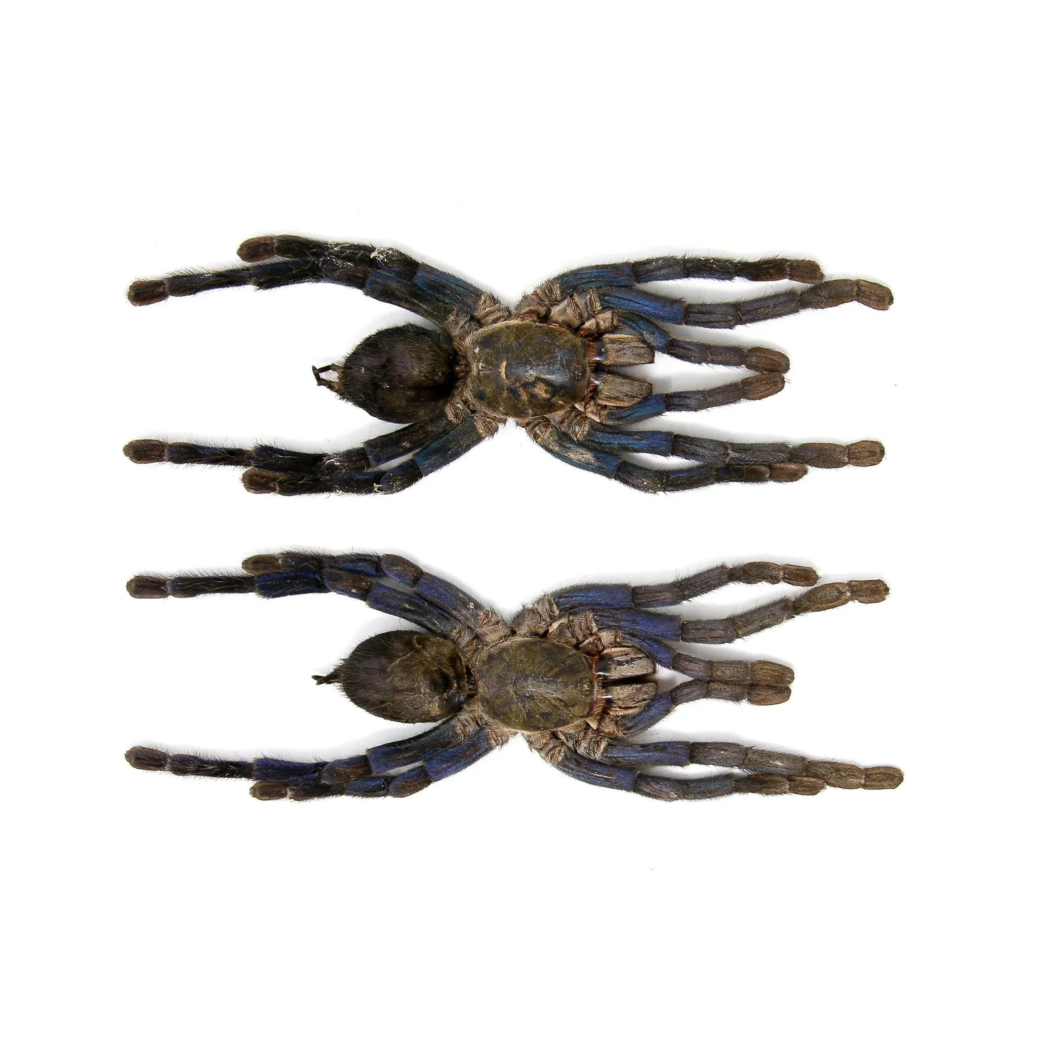 /img/18091-cobalt-blue-tarantula-mistakes.webp
