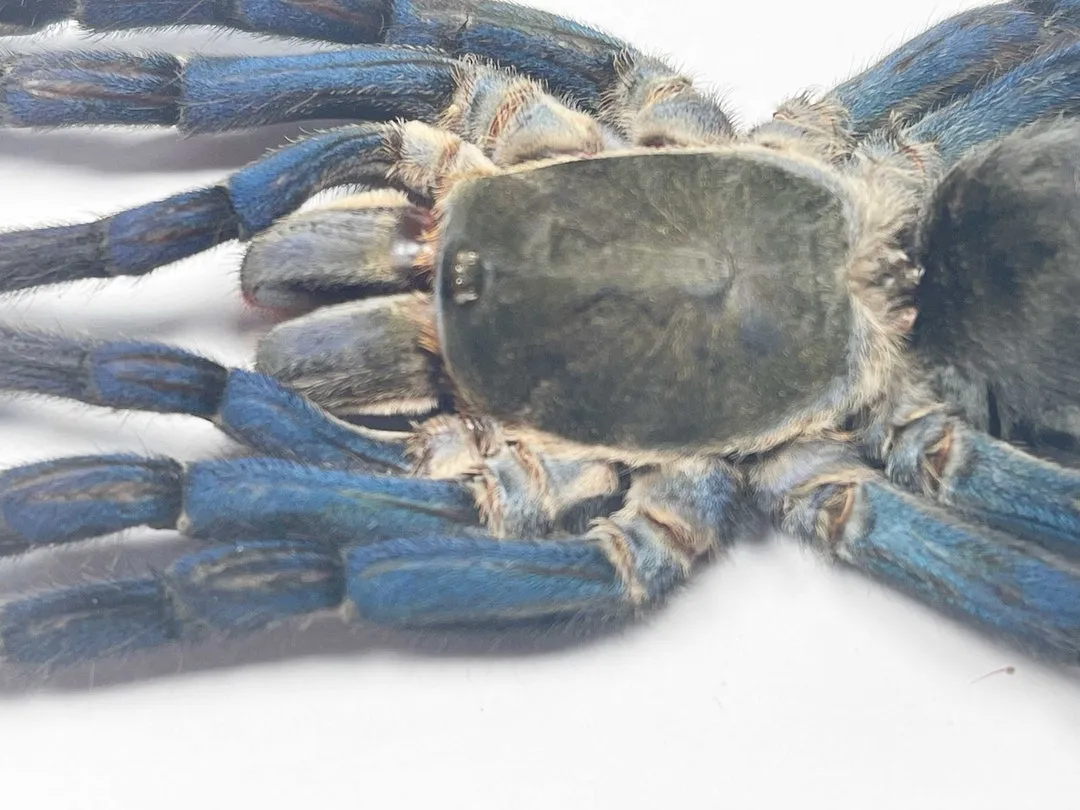 18091 cobalt blue tarantula mounting