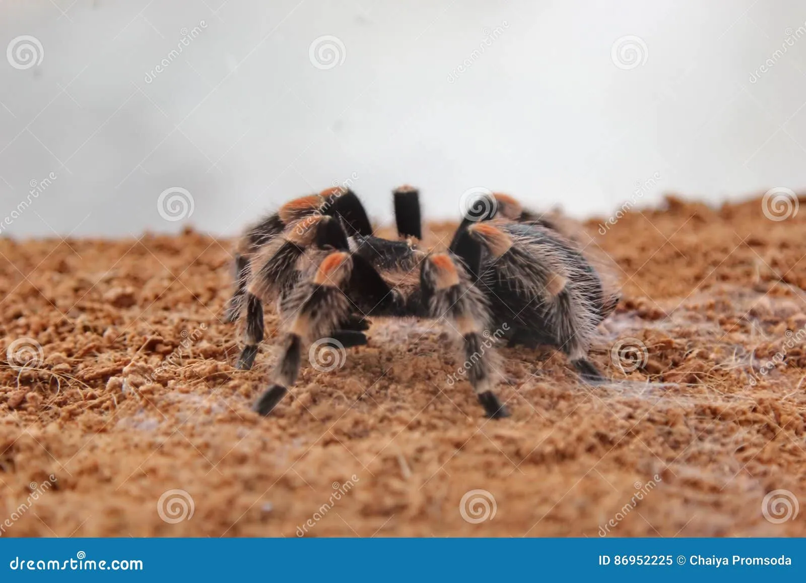 18092 preventing tarantula bites