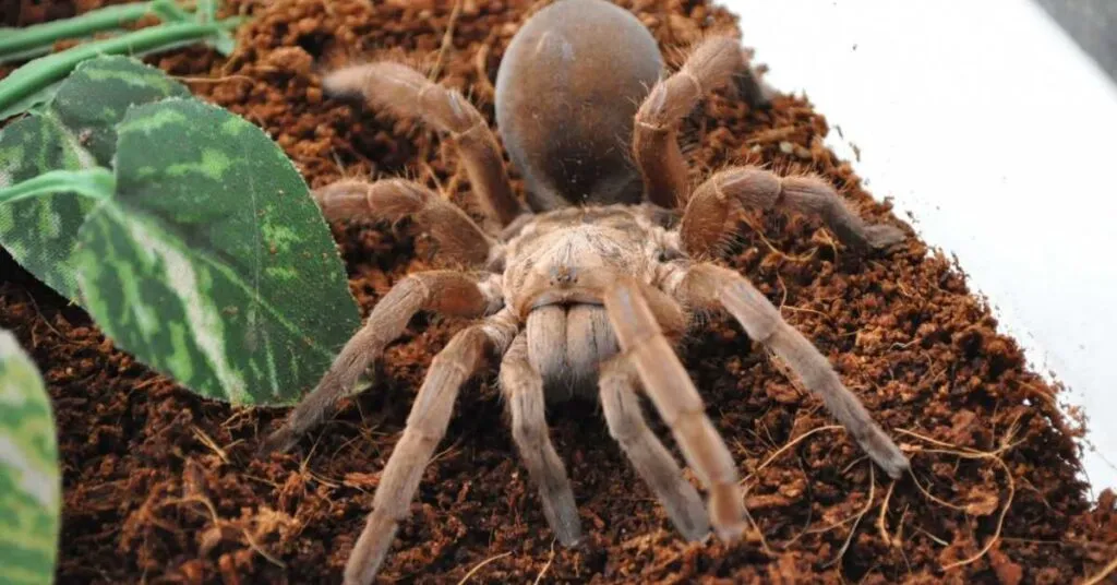 18092 tarantula bite symptoms