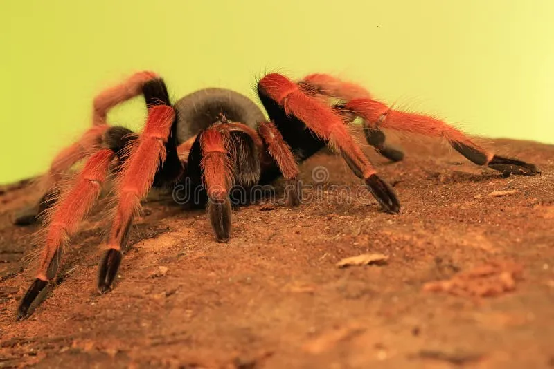 /img/18092-tarantula-in-habitat.webp