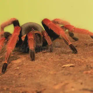 /img/18092-tarantula-in-habitat.webp