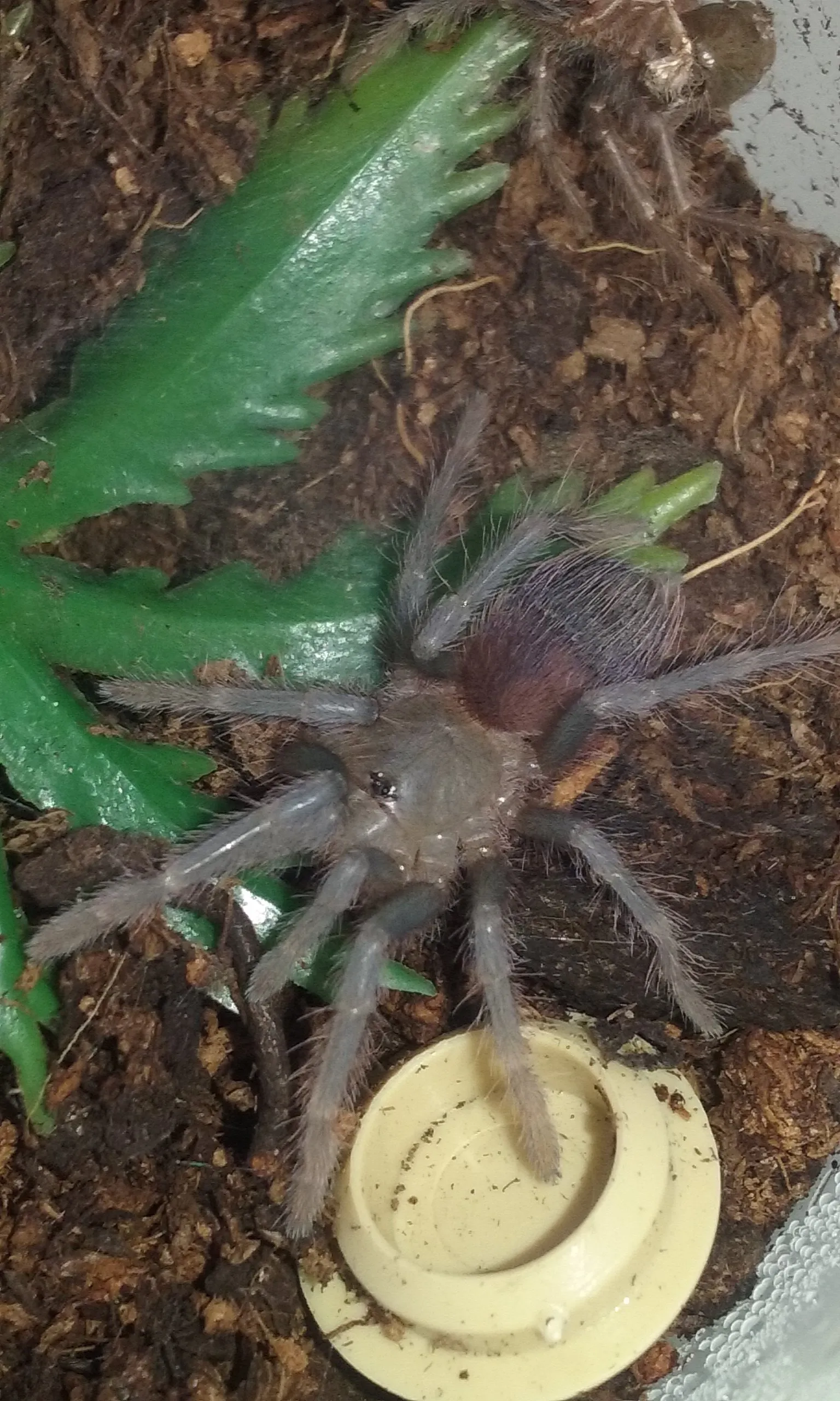 18093 blue velvet tarantula enclosure