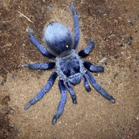 18093 blue velvet tarantula spiderlings